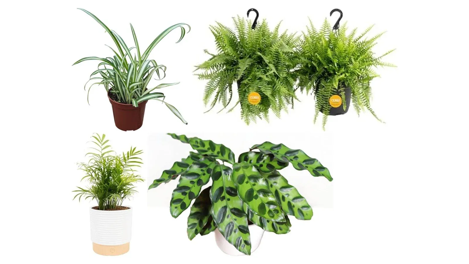 Pet-Safe Indoor Plants: What to Buy and Where to Mount Them