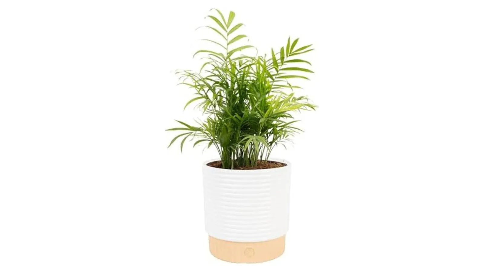 Best Plant Subscriptions That Don't Kill Your Plants